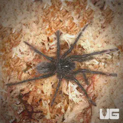 /img/20174-goliath-tarantula-health-check.webp