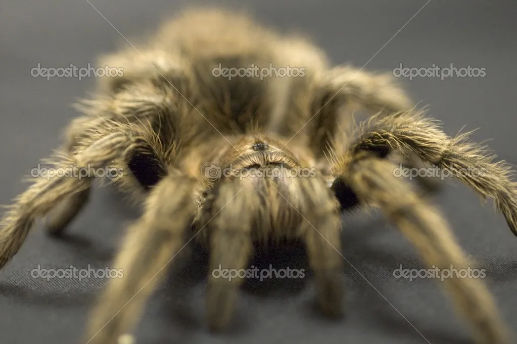 20175 tarantula diet