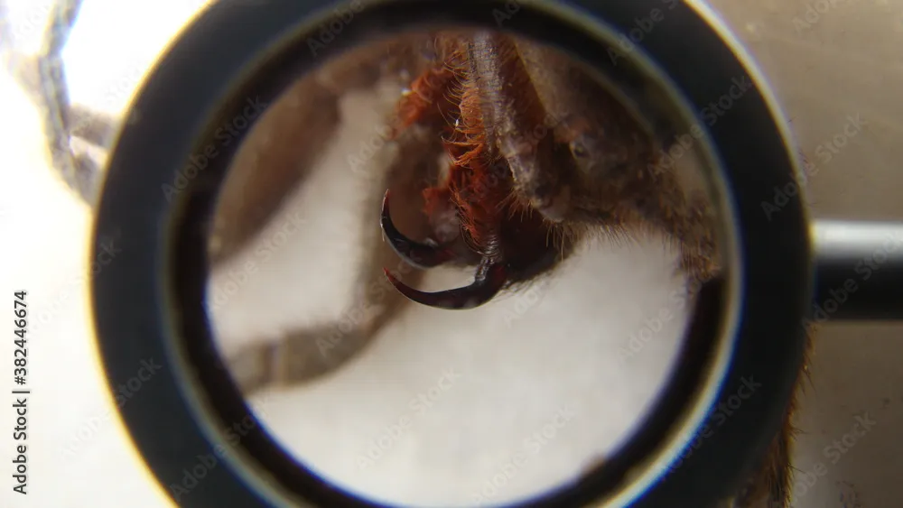 20175 tarantula leg span