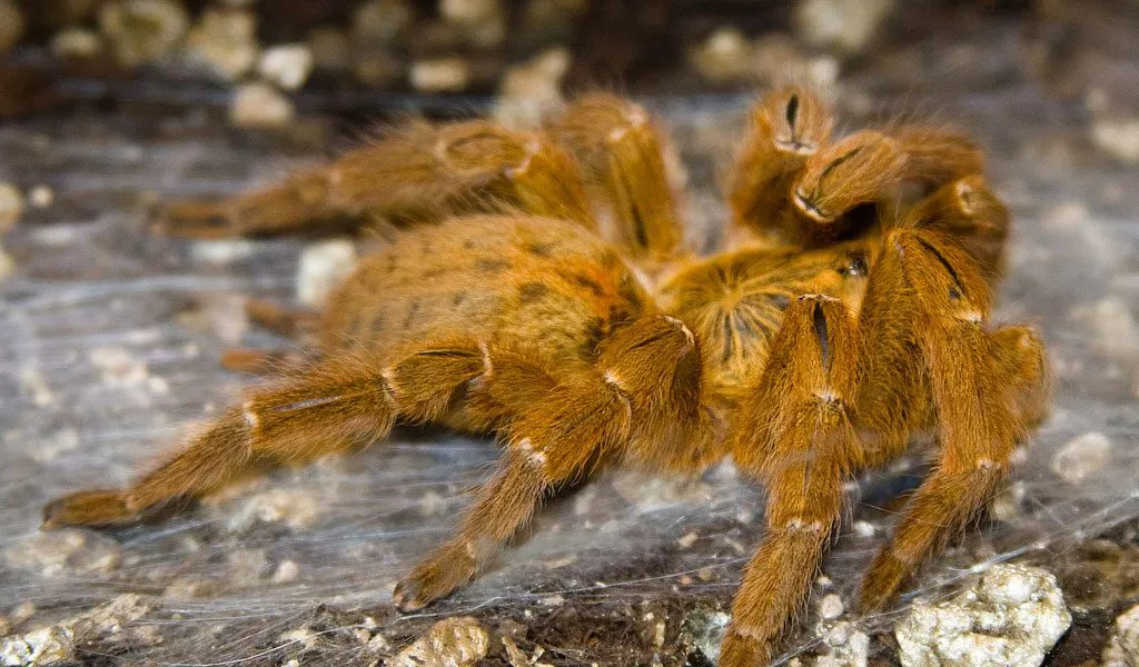 20175 tarantula species