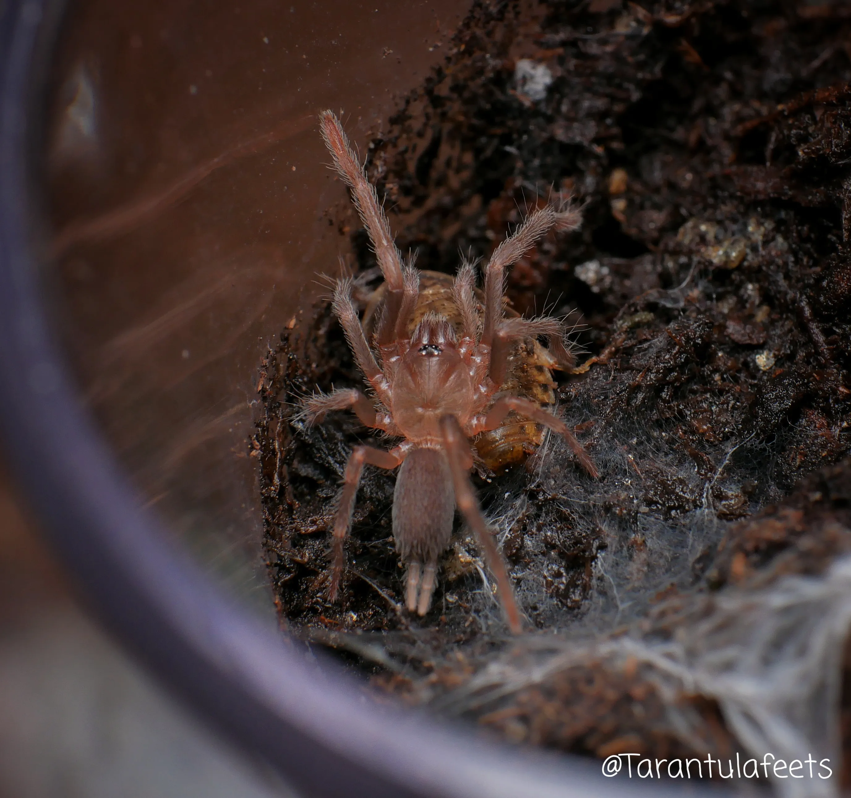 20176 tarantula enclosure