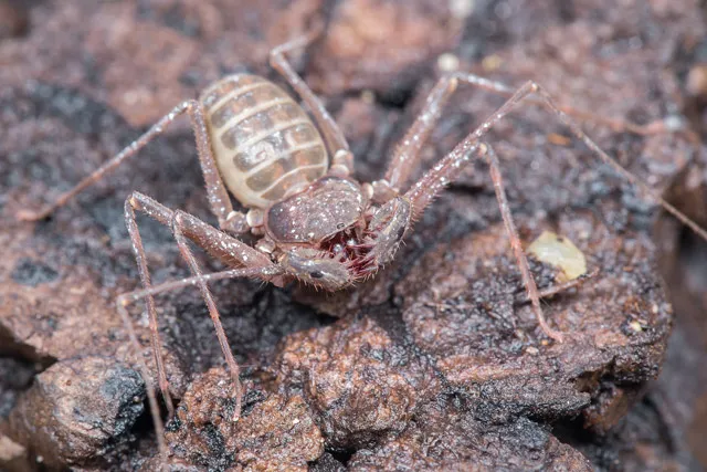 20176 tarantula philippines retailer