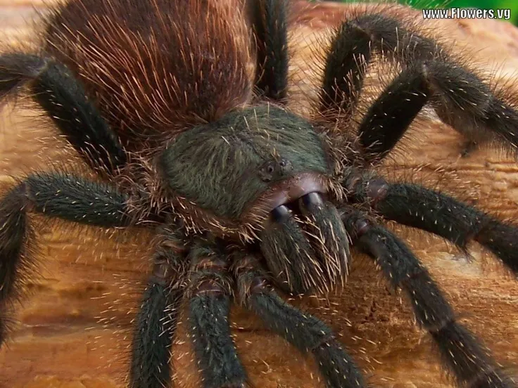 20176 tarantula species philippines