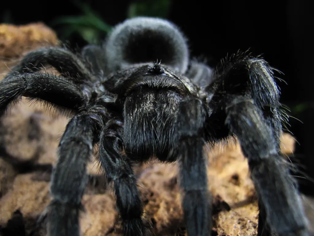 /img/20177-brazilian-black-tarantula-breeding.webp