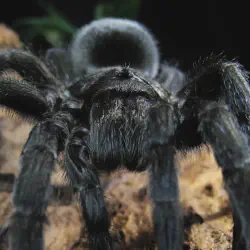 /img/20177-brazilian-black-tarantula-breeding.webp