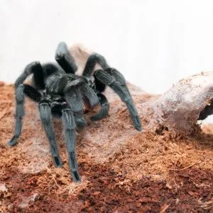 20177 brazilian black tarantula handling