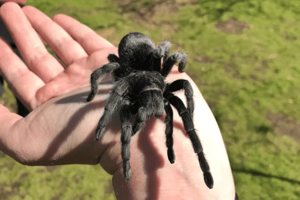 20177 brazilian black tarantula overview